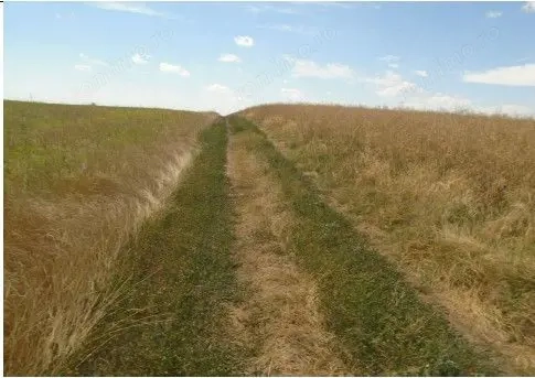 Teren Trifesti, ID: R2694743