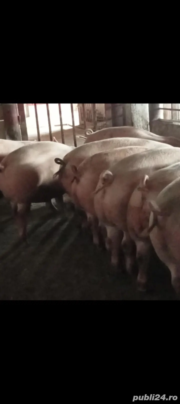 Animale de companie Animale de companie