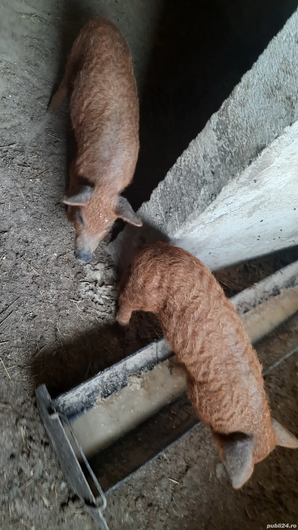 Vând pureci Mangaliţa ! Vând pureci Mangaliţa !