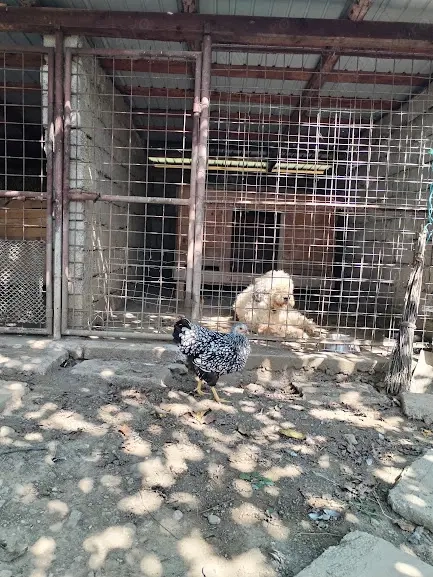 Pui de gaina Wyandotte tineret 2025 Pui de gaina Wyandotte tineret 2025