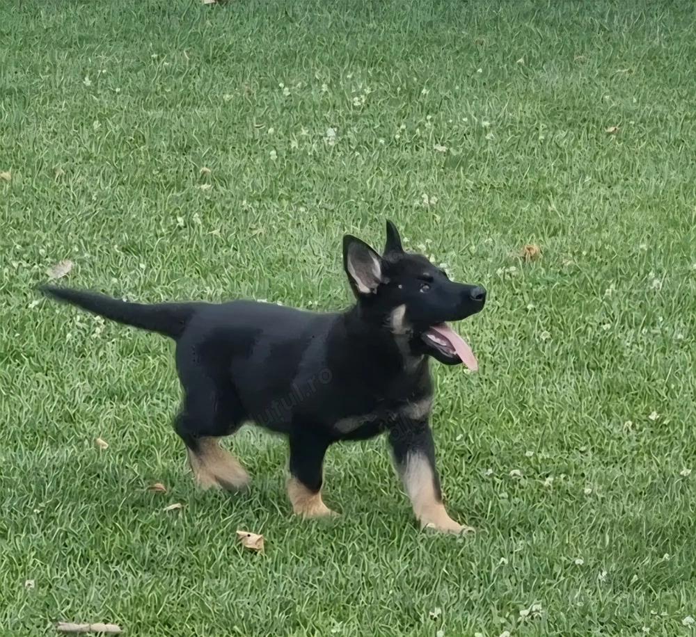 Vand pui de Ciobănesc german