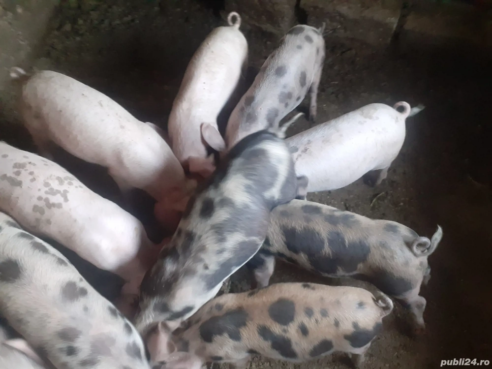 Purcei de vânzare                         .