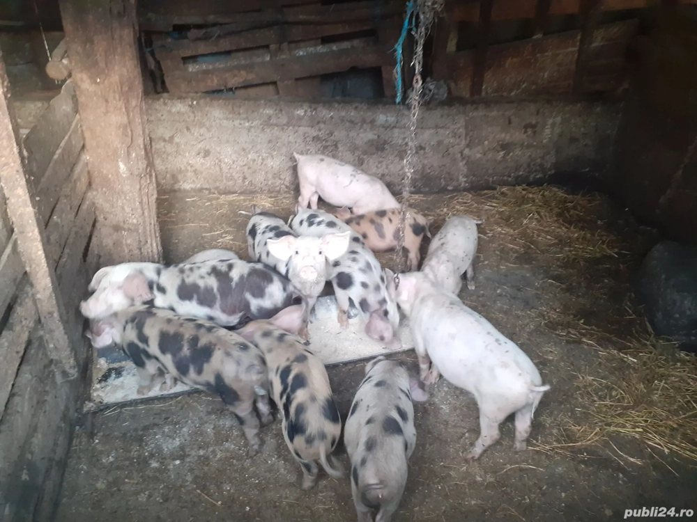 Purcei de vânzare  Purcei de vânzare