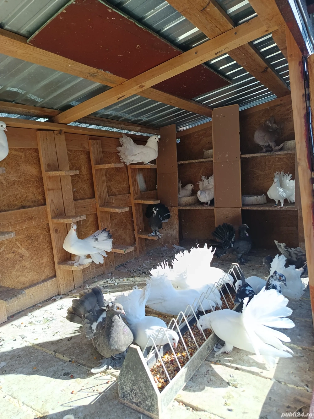 Porumbeii voltati si indieni