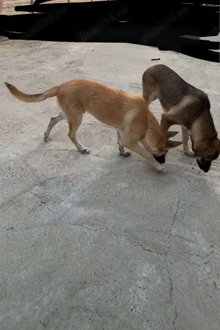 Pui malinois, si ciobanesc german 4luni jum