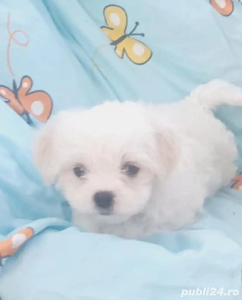 Bichon maltez (maltesse)