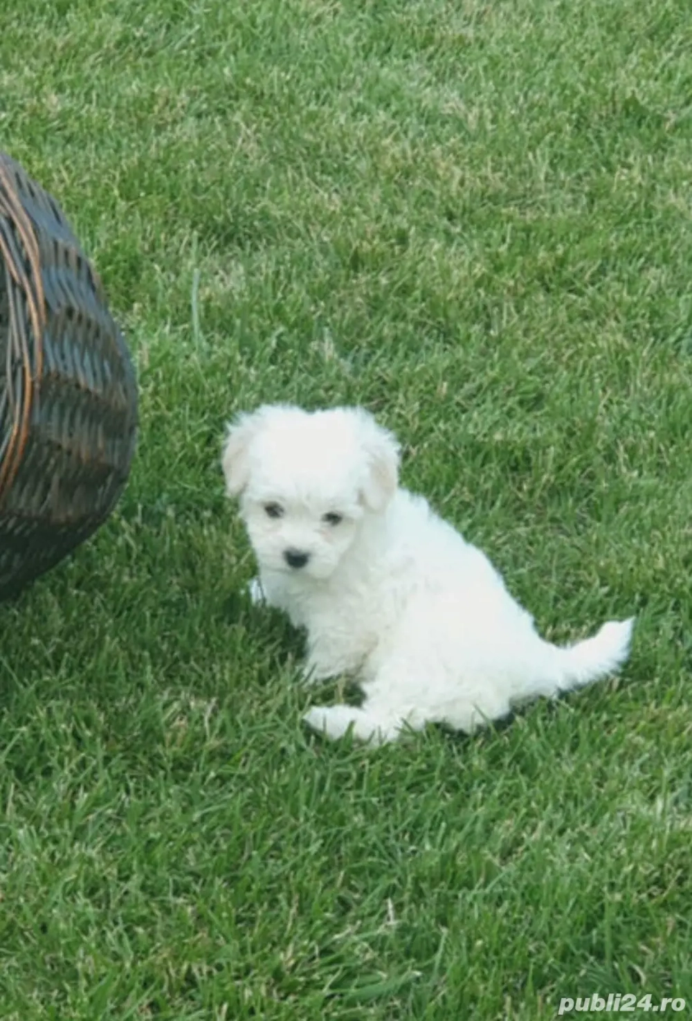 Bichon maltez (maltesse)