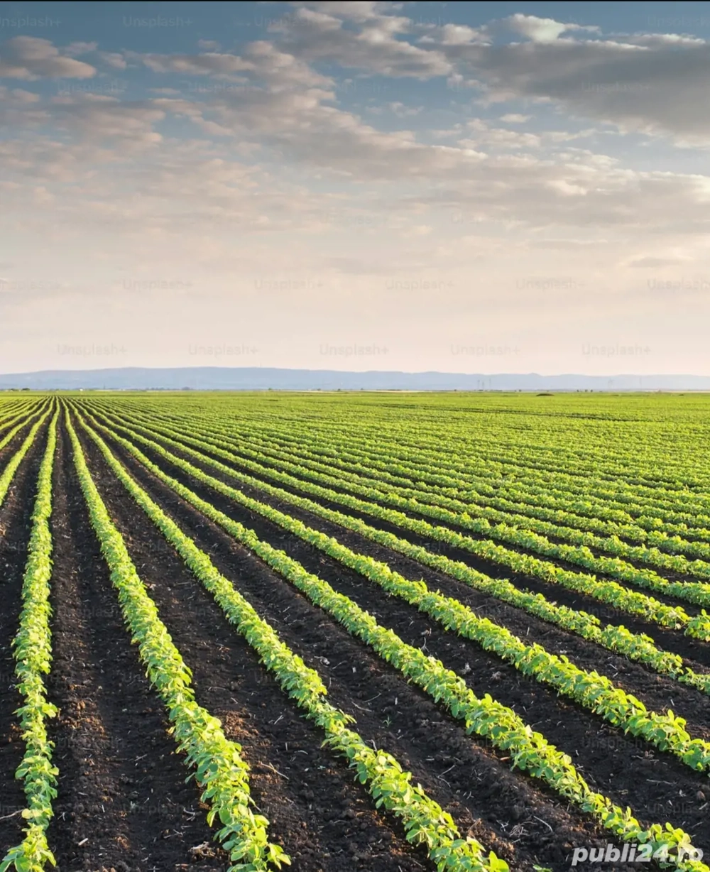 Teren agricol extravilan de vanzare, Reviga