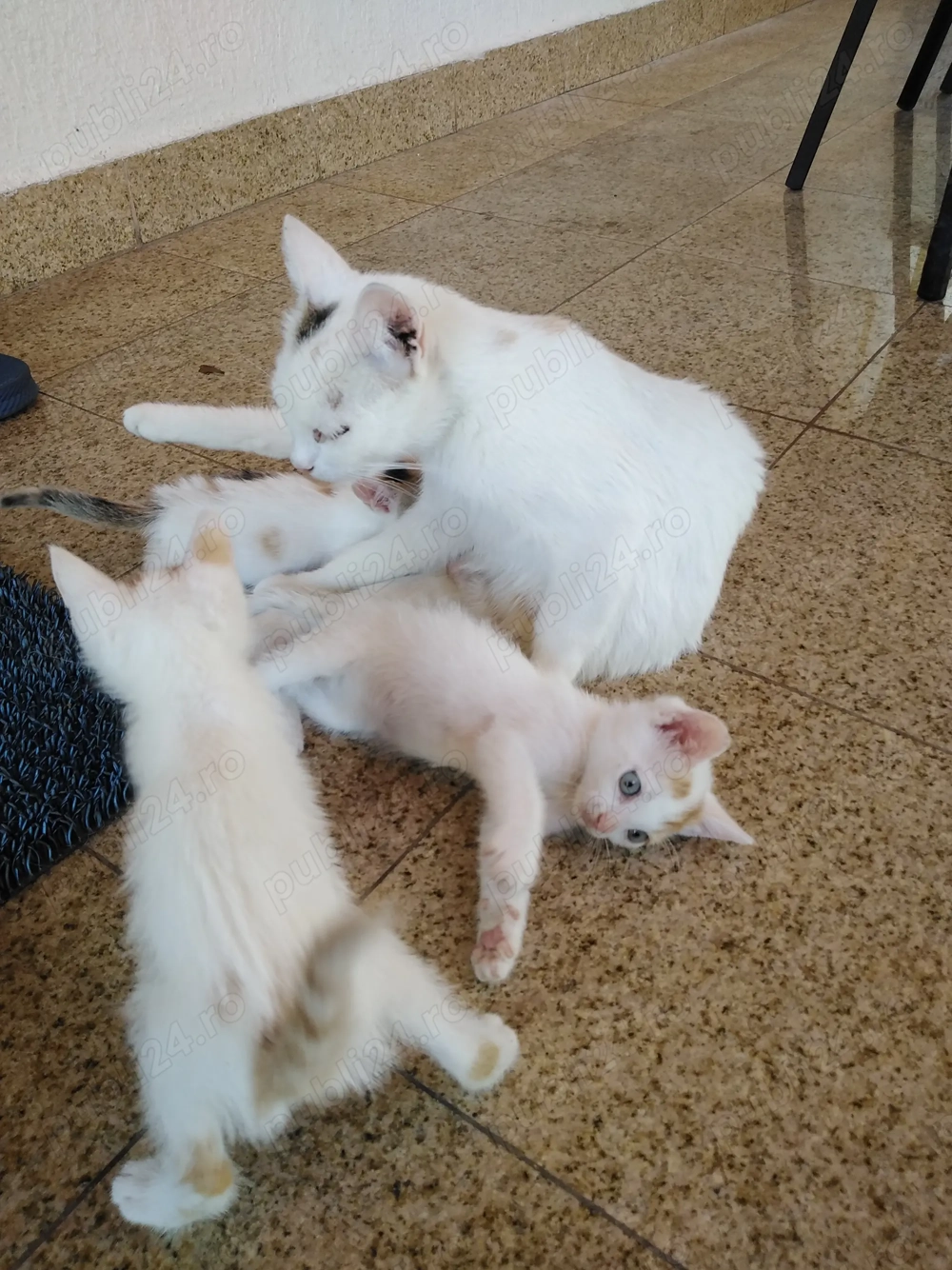 Ofer gratis pui de pisica Ofer gratis pui de pisica