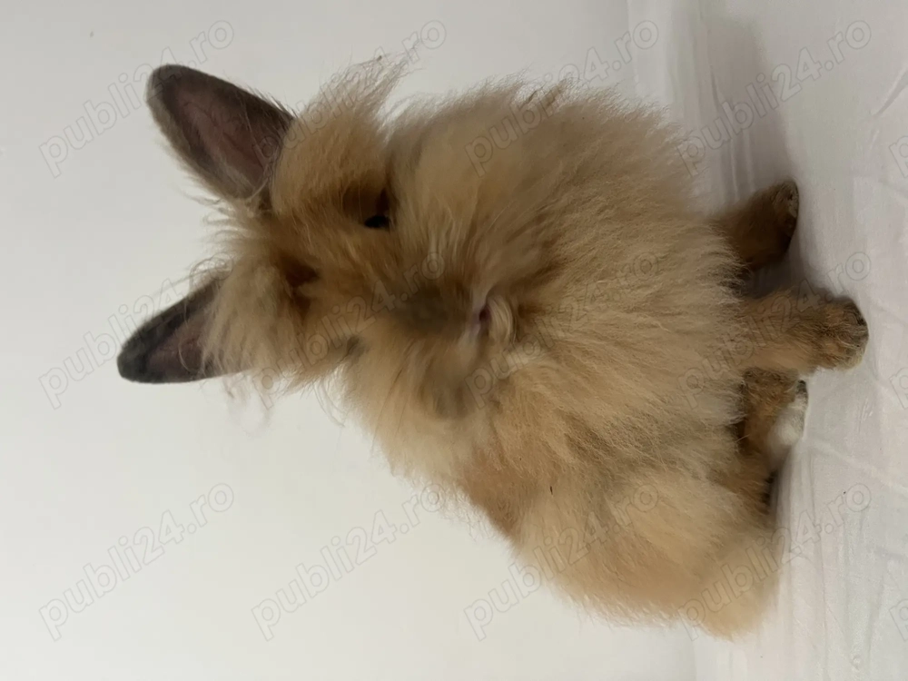 iepure Cap de Leu iepure Cap de Leu