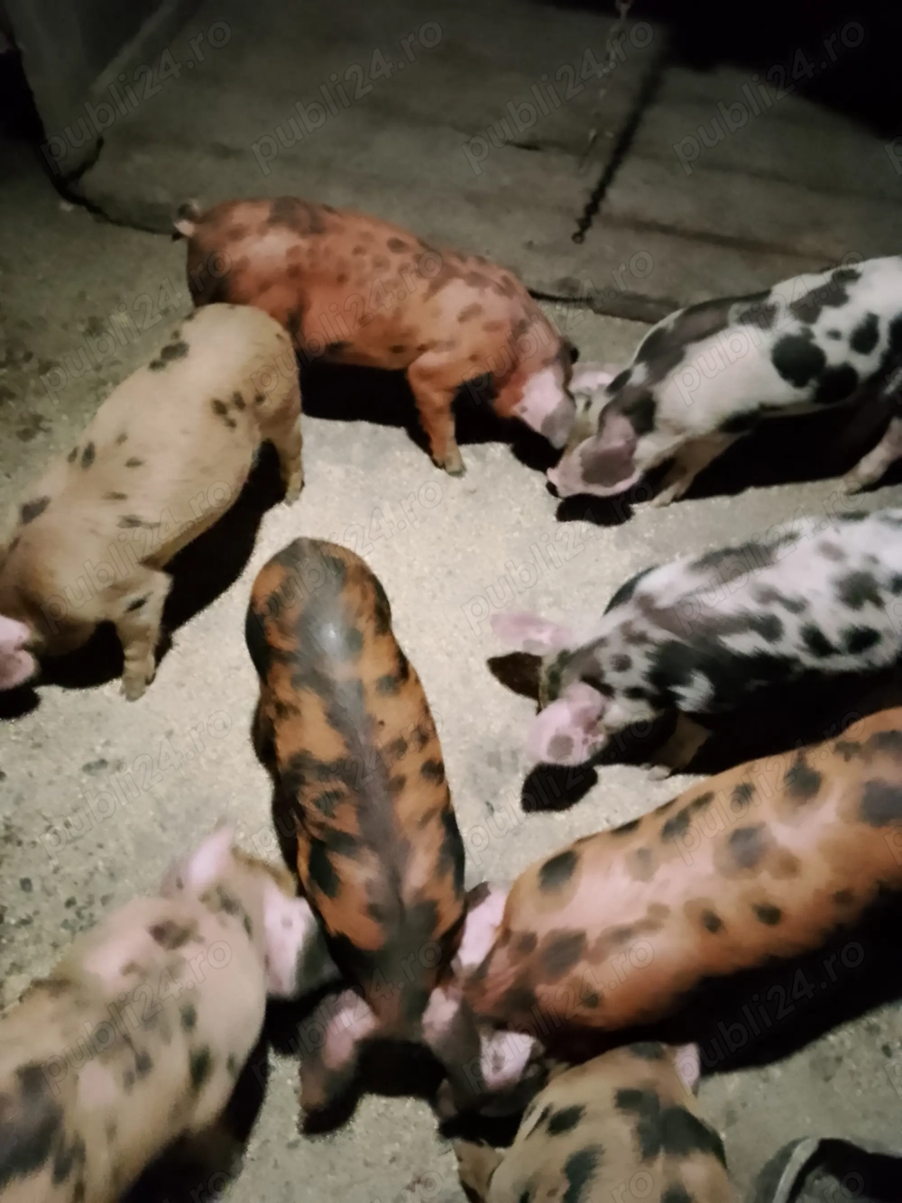 Vând scroafă cu 8 purcei Vând scroafă cu 8 purcei
