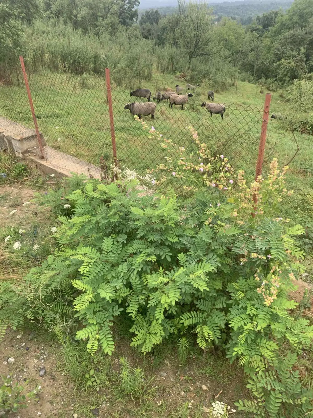 Vand oi si berbeac Romanov