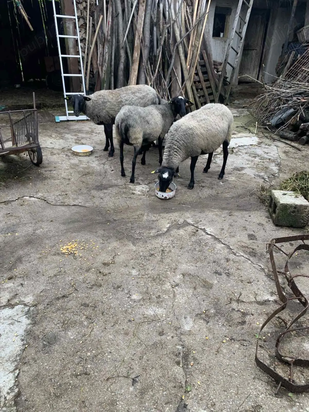 Vand oi si berbeci rasa Romanov  Vand oi si berbeci rasa Romanov