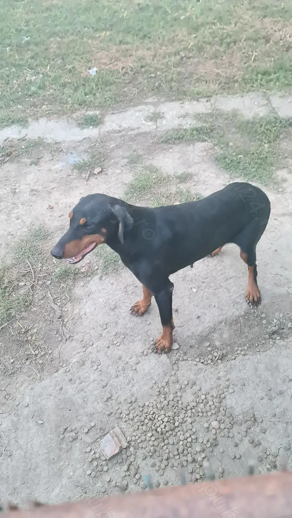 Vând cateaua de doberman
