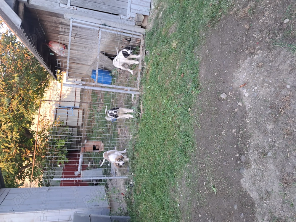 Vând căței ciobănesc de Bucovina s-au schimb.... Vând căței ciobănesc de Bucovina s-au schimb....