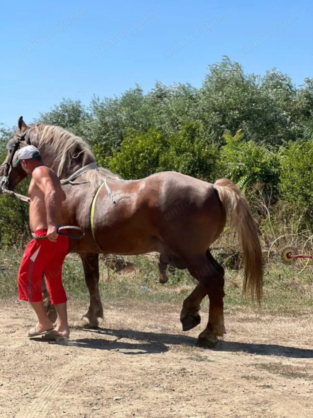 Vând Armăsar de rasa Vând Armăsar de rasa