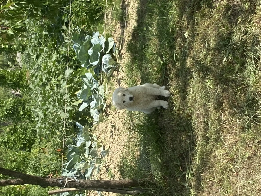 Ciobănesc Roomanesc Bălan  Ciobănesc Roomanesc Bălan