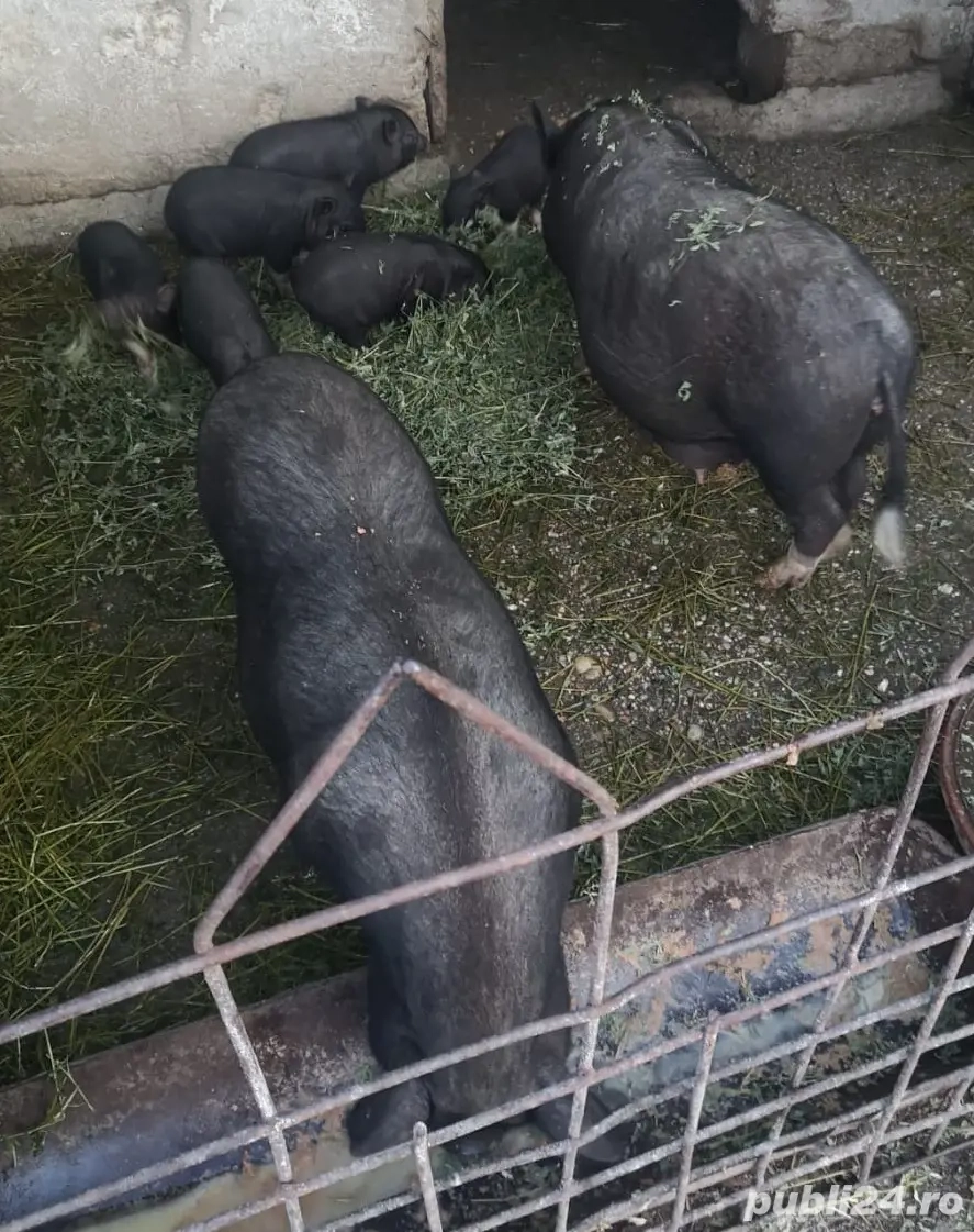 Vand porci vietnamezi 