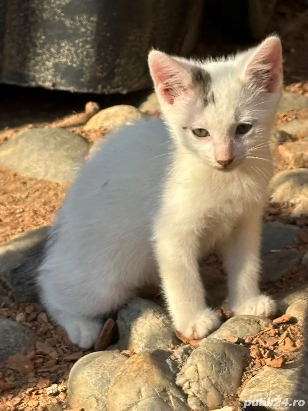 Donez pisicute si motanei 