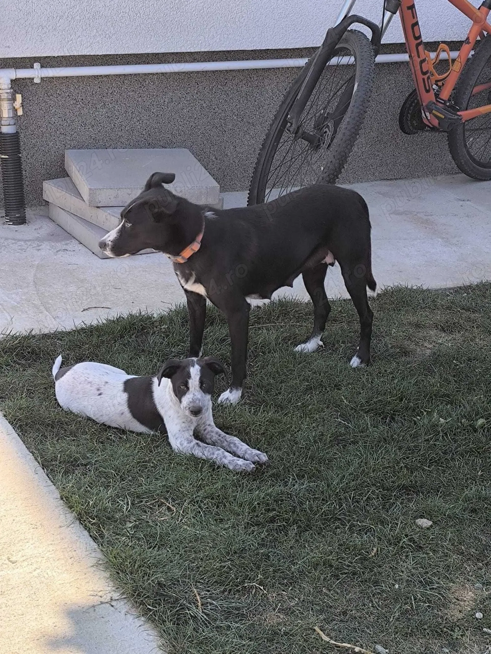 Dau spre adoptie catel