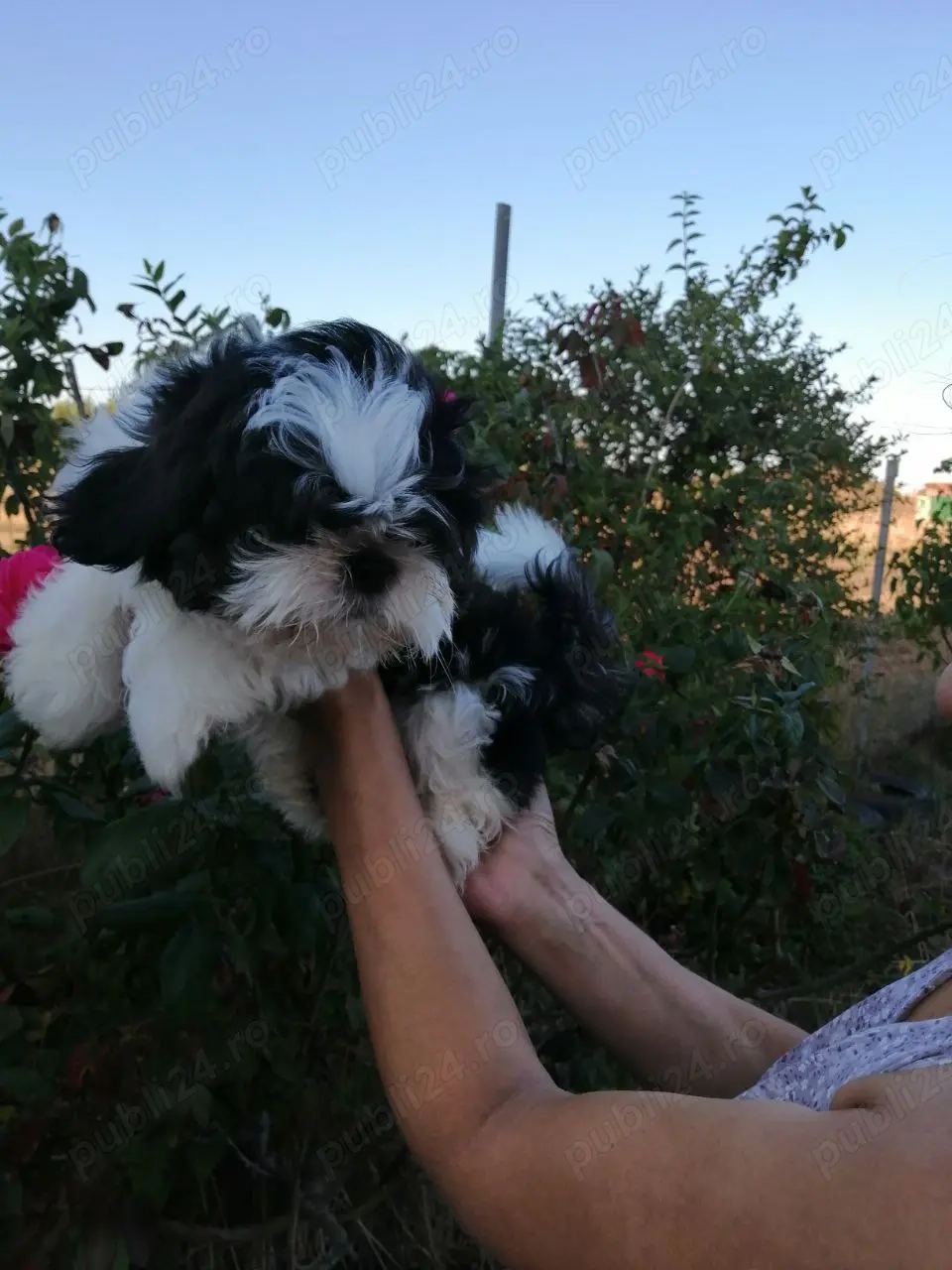 Băiețel shih tzu