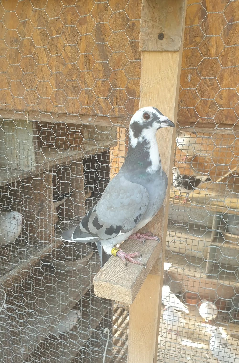 Ocazie! Vand femela si mascul voiajor sport, 2025, Gaby Vandenabeele!