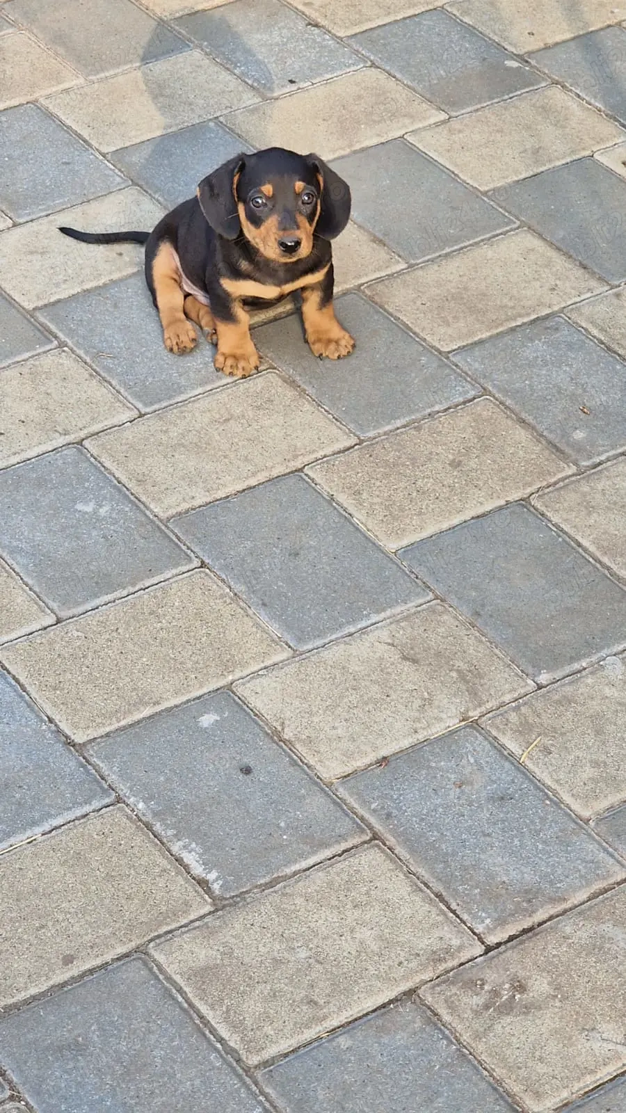 Catei de vanzare Teckel! Catei de vanzare Teckel!