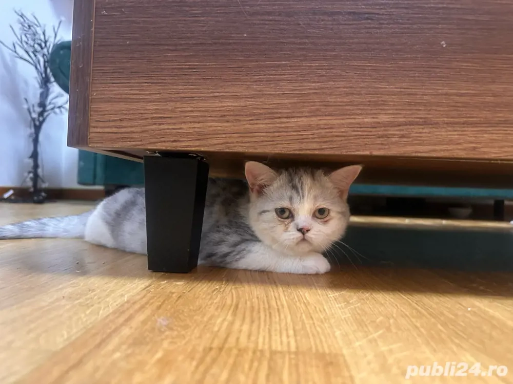 pui british shorthair 