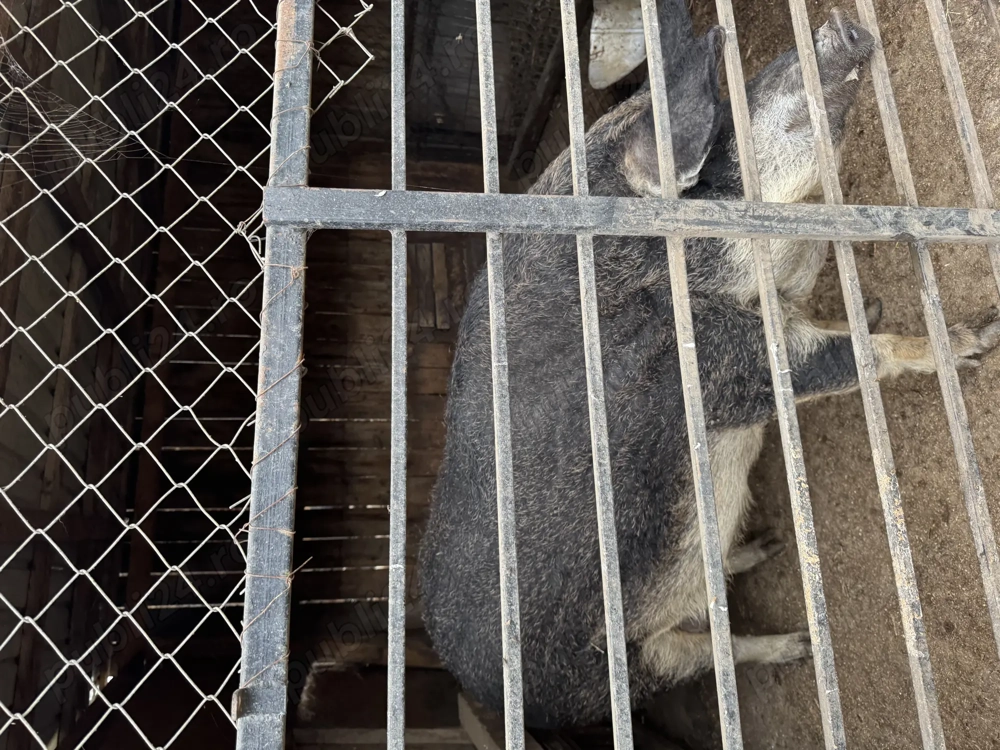 Vier mangalita negru Vier mangalita negru