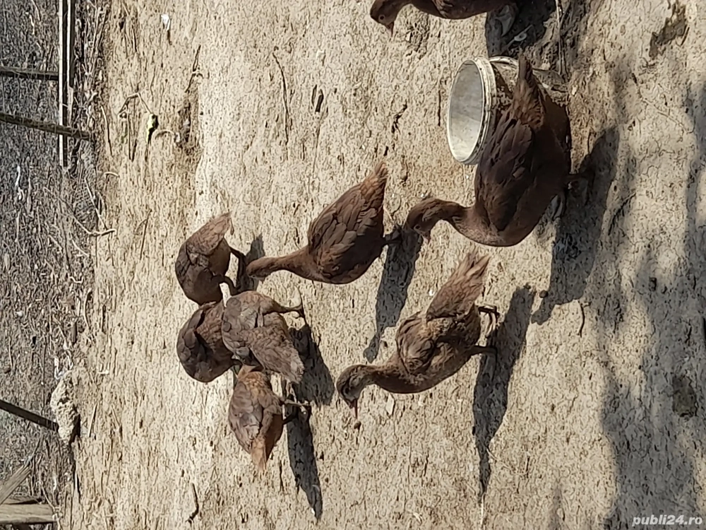 păsări de vânzare  păsări de vânzare