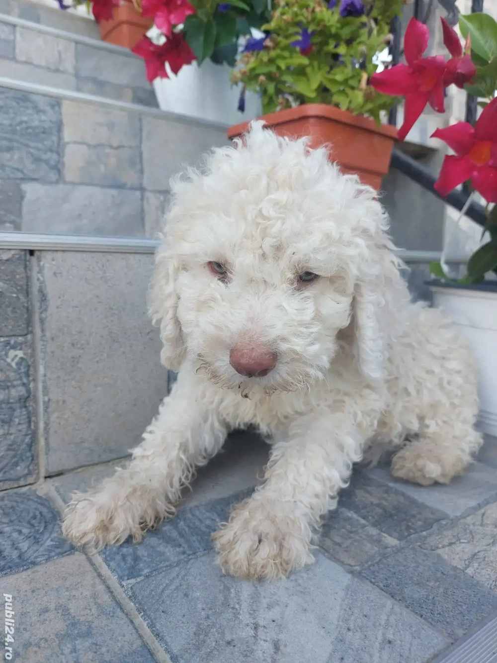 Lagotto romagnolo baiat disponibil 