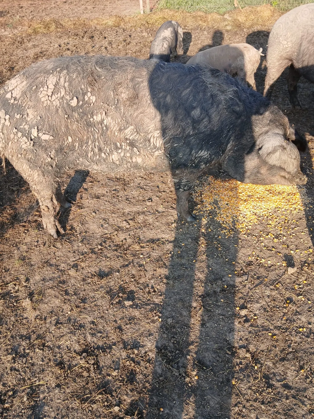 Vând purcea pentru sacrificat 