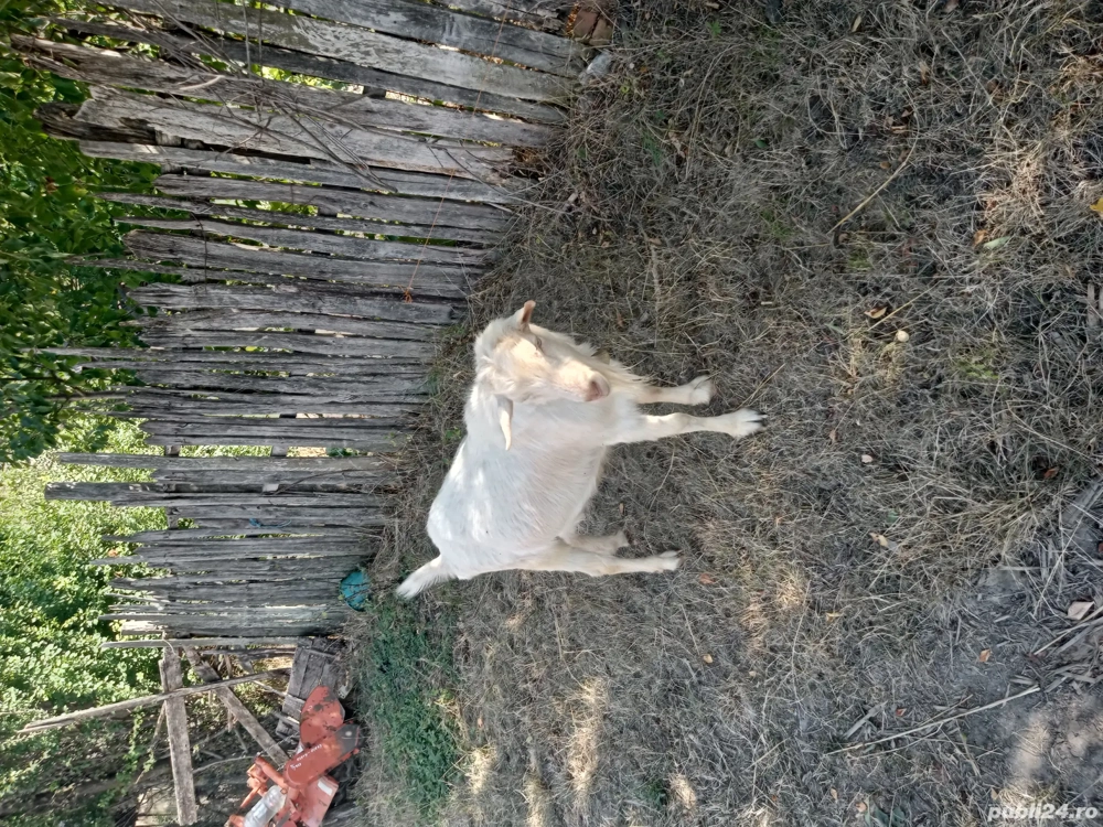 vand capre vand capre