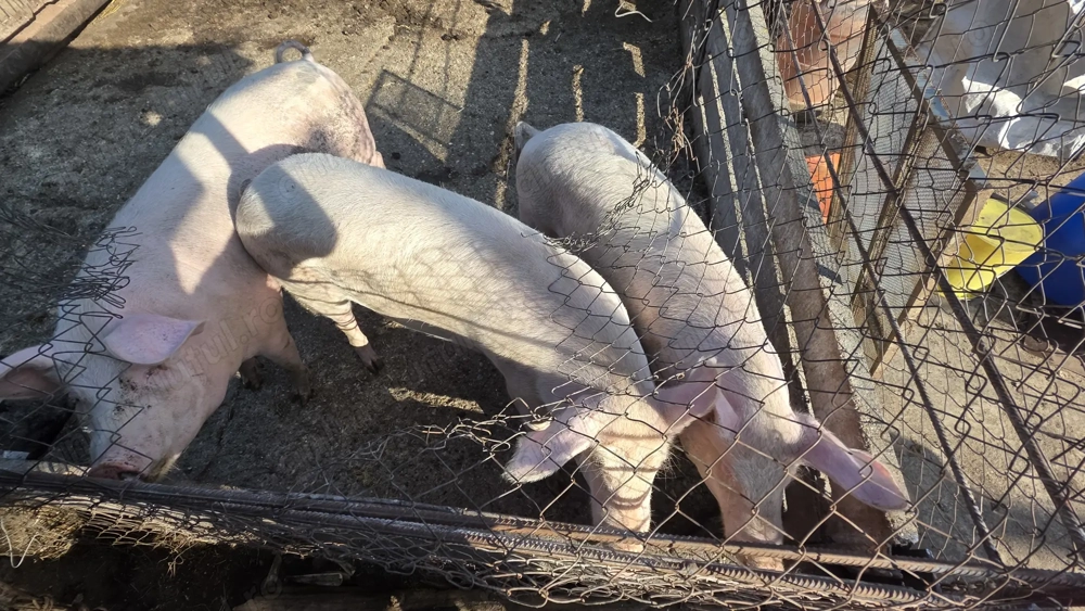 Vând porci 120-180 kg Vând porci 120-180 kg