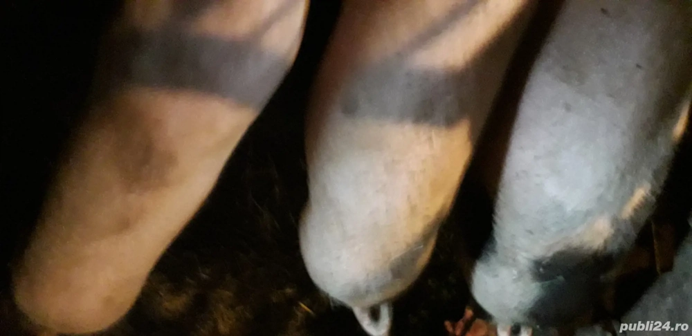 de vanzare de vanzare