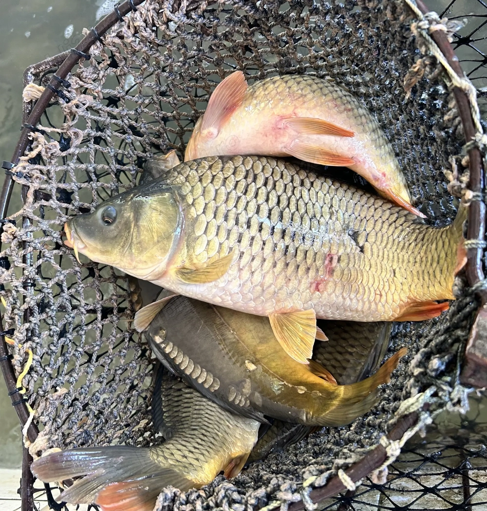 Crap și fitofag acvacultură România 