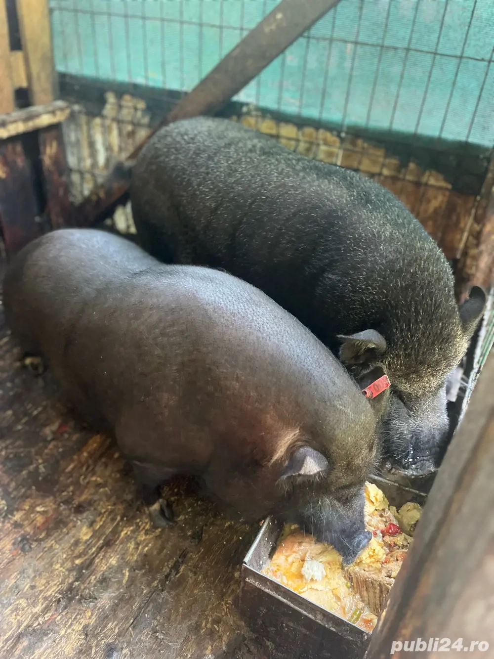 porci vietnamezi  porci vietnamezi