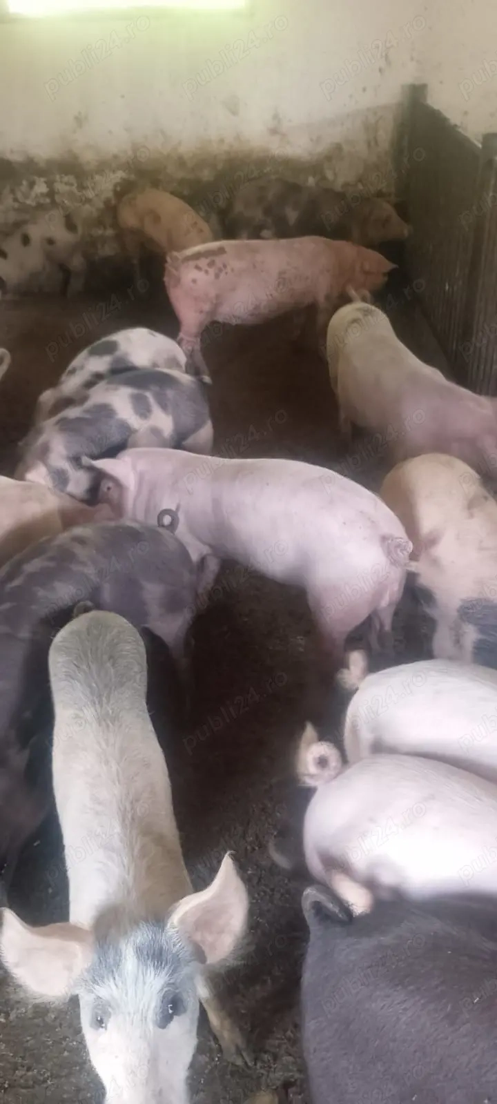 Porci de vânzare Porci de vânzare