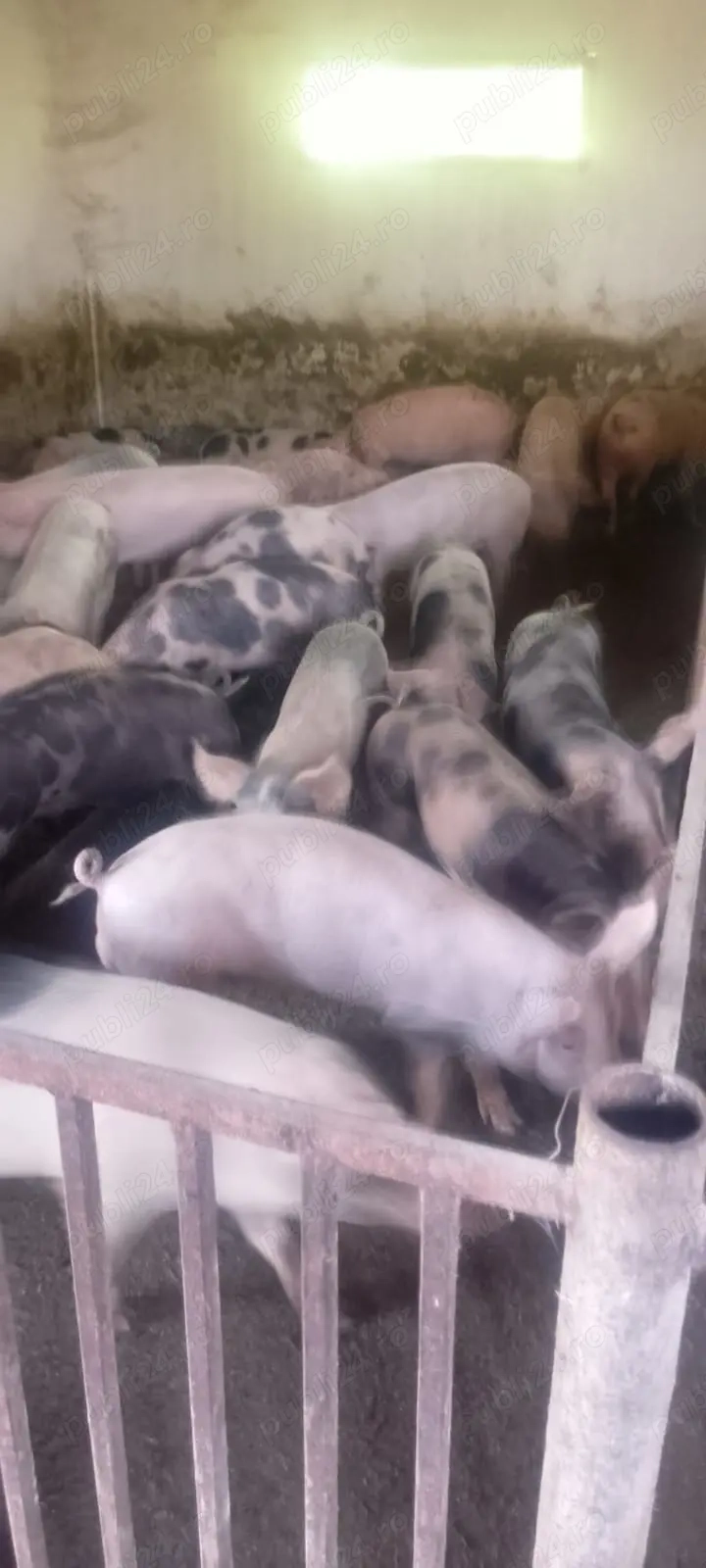 Porci de vânzare 40-50 kg  Porci de vânzare 40-50 kg