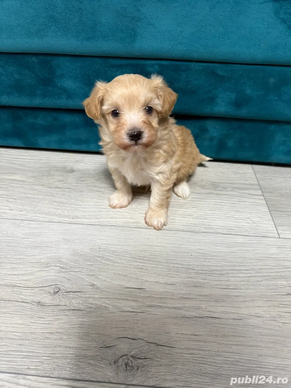 maltipoo de vanzare