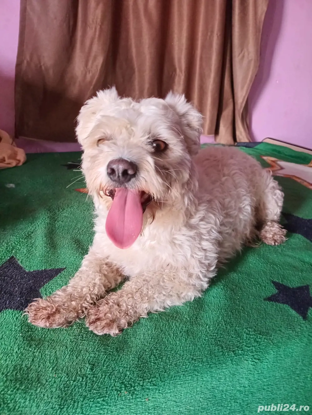 bichon mascul  bichon mascul