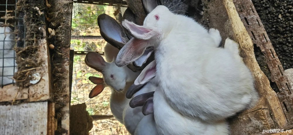 Iepuri de casa vii sau carcasa Iepuri de casa vii sau carcasa