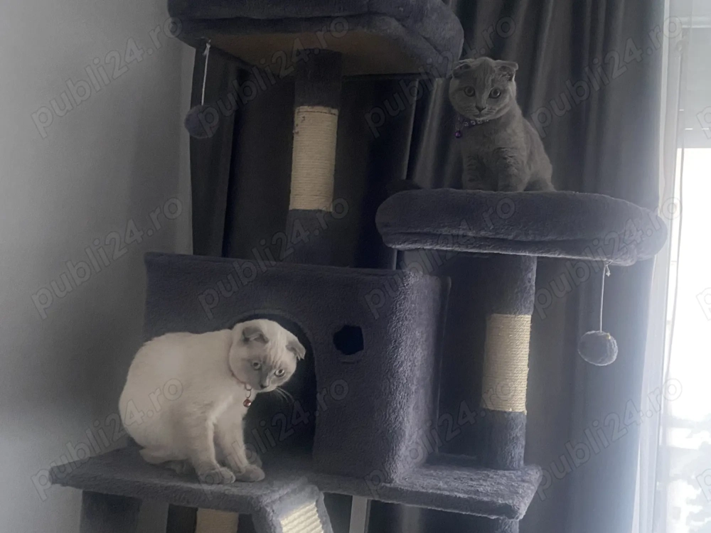 Scottish fold blue 2 băieței și o fetiță 