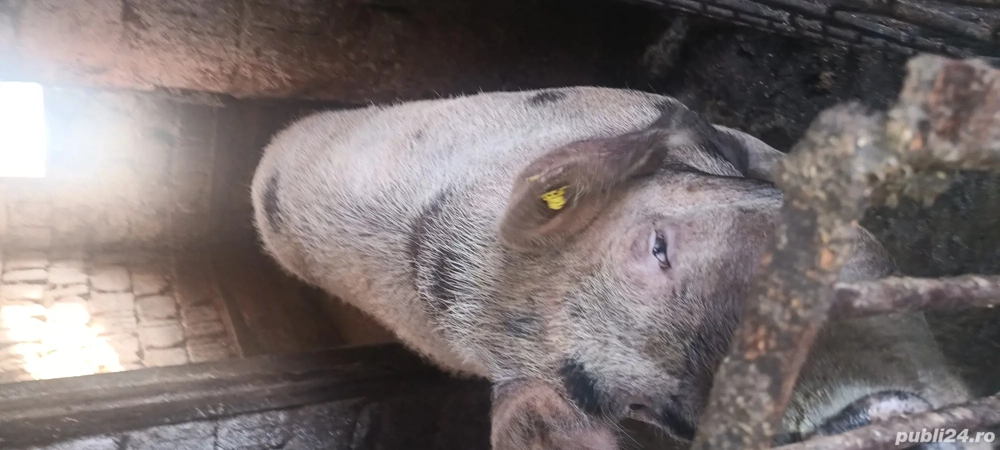 vand scroafa vand scroafa