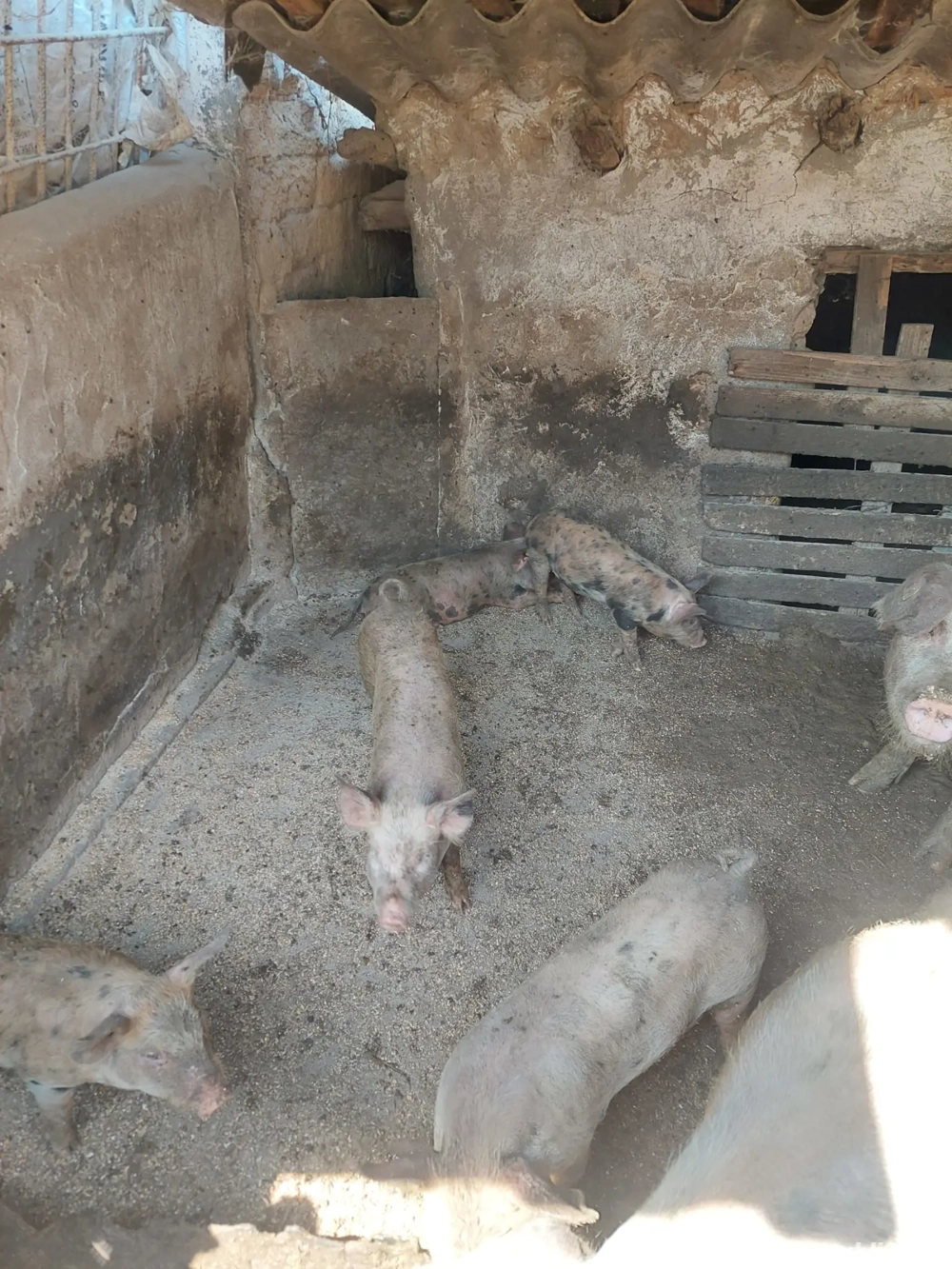 vand porci vand porci