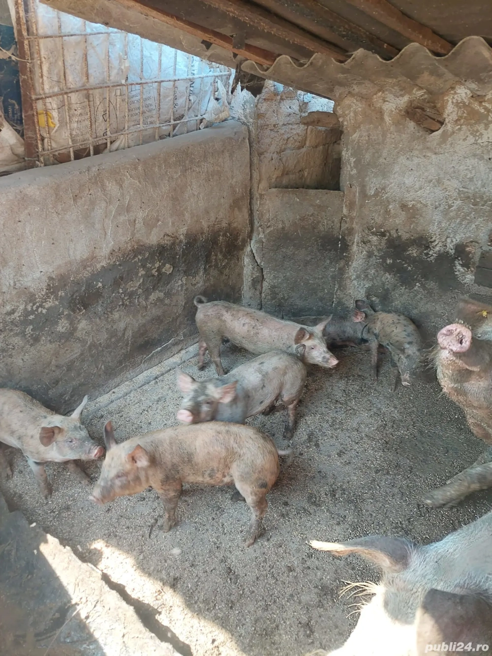 vand purcei  vand purcei