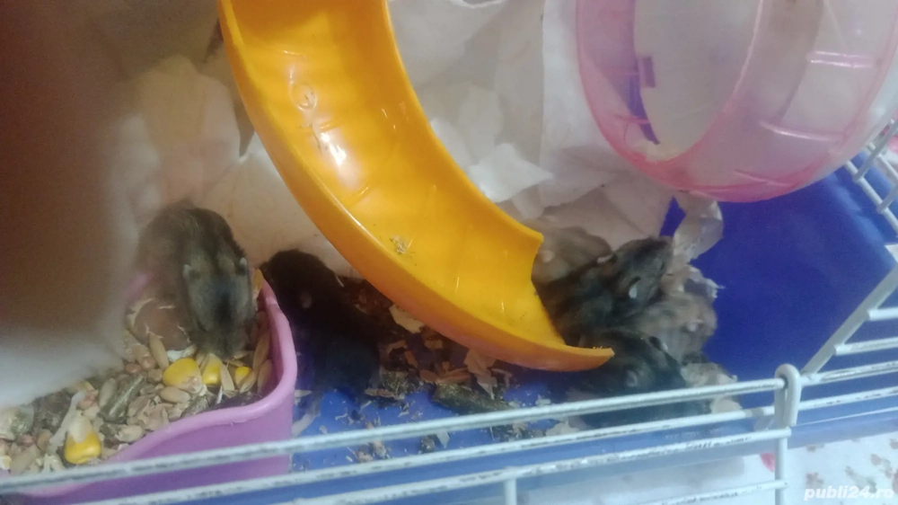 Vand 10 hamsteri in Slatina  Vand 10 hamsteri in Slatina