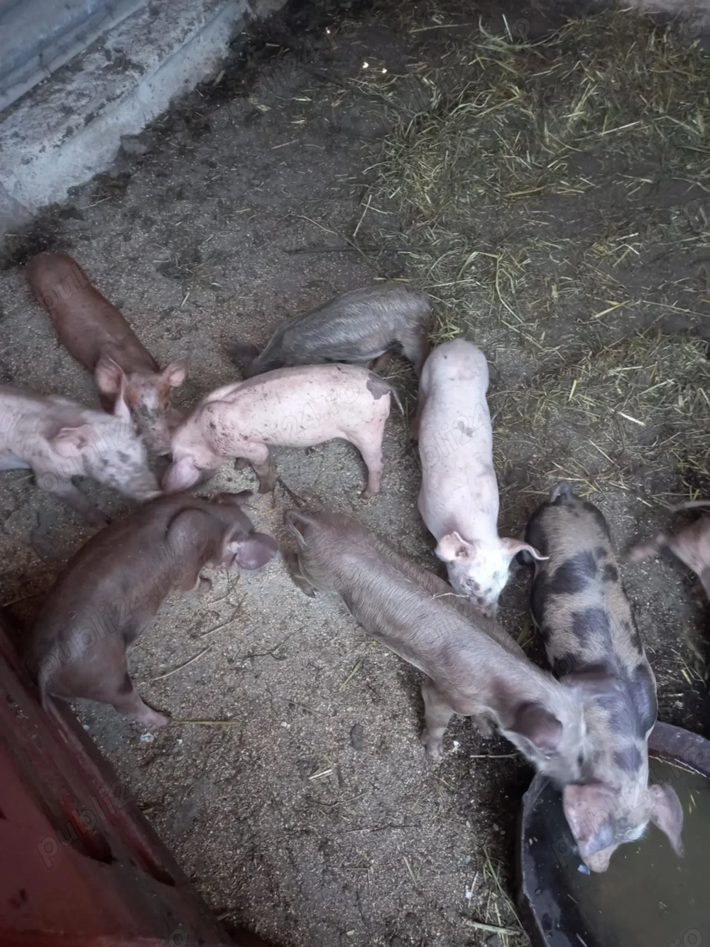 Purcei de vânzare Purcei de vânzare