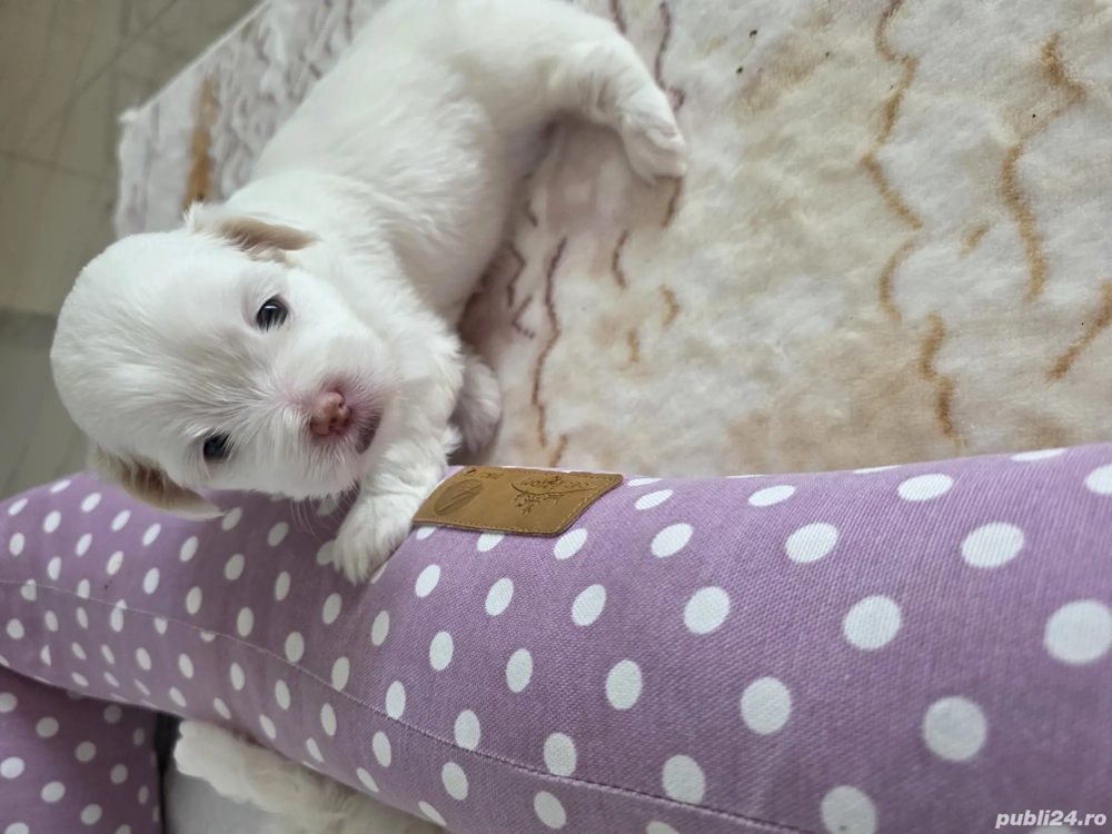 Bichon maltez, au patru săptămâni, sunt trei fetițe jucăușe dornice de iubire, îți înseninează ziua Bichon maltez, au patru săptămâni, sunt trei fetițe jucăușe dornice de iubire, îți înseninează ziua