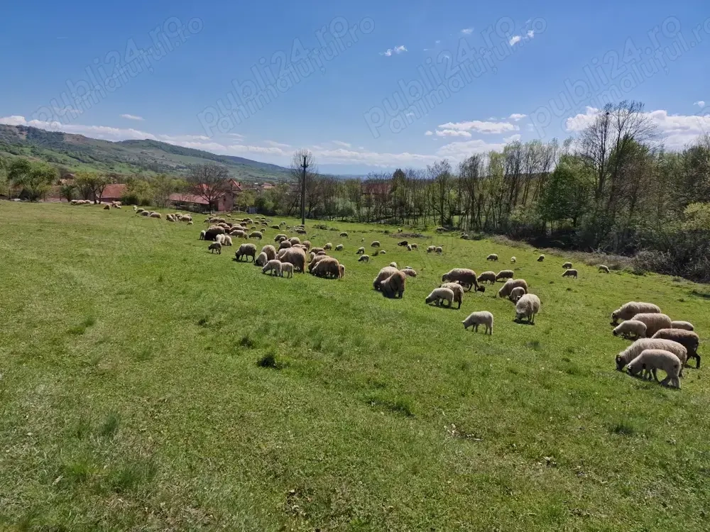 Vând oi de rasă țurcană Vând oi de rasă țurcană